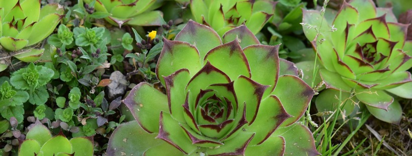 Quelles sont les plantes grasses à fleurs ? – Le-blog-de-la-maison.org